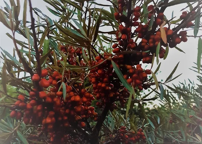 Hotel Havsbandet Eckero